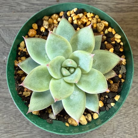 124、Echeveria ‘CS-NO-06‘ ’CPS02×コロラータ旧来型‘