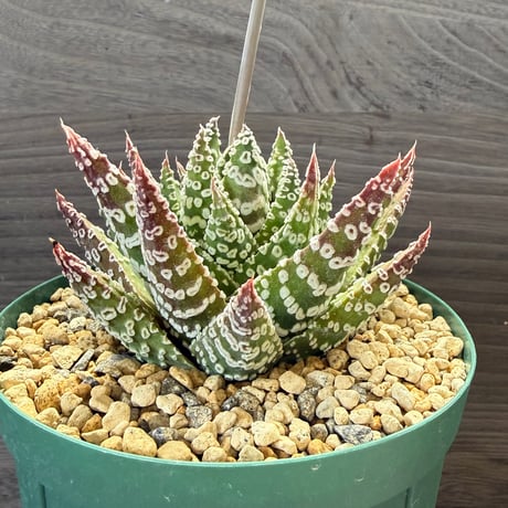 146、Haworthia 冬の星座