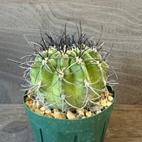 180、Neochilenia clavata（v）procera