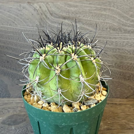 180、Neochilenia clavata（v）procera