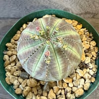 98、Euphorbia obesa