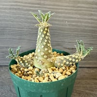 133、Dorstenia lavrani