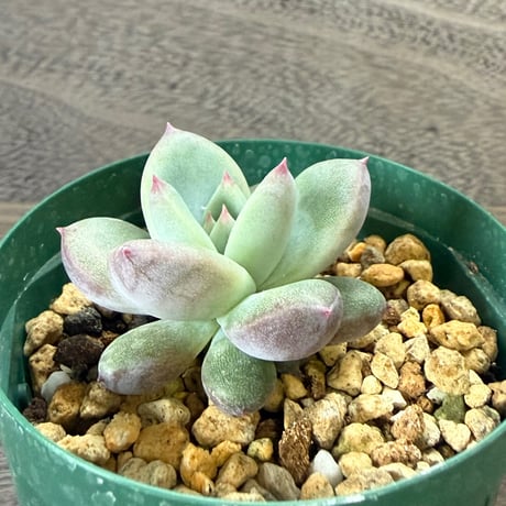 44、Echeveria ’CS-NO-10’ ’CPS02’