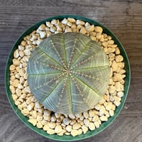 97、Euphorbia obesa