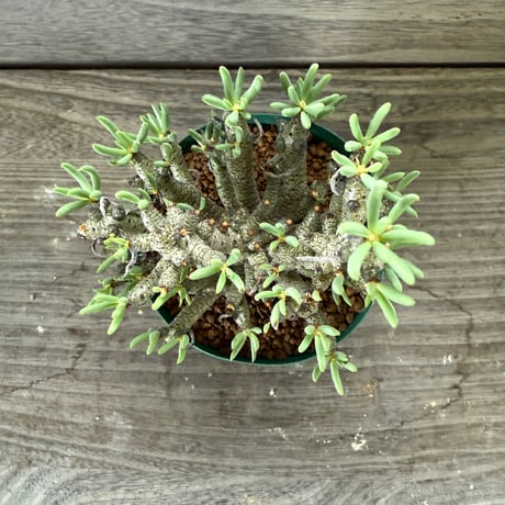 58、Tylecodon buchholzianus