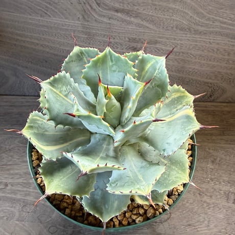 28、Agave isthmensis f.variegata