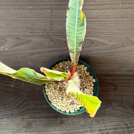 163、Euphorbia pauliana