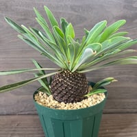 107、Euphorbia 鉄甲丸