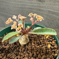 155、Euphorbia subapoda