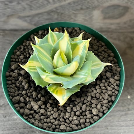 81、Agave 王妃雷神黄色中斑