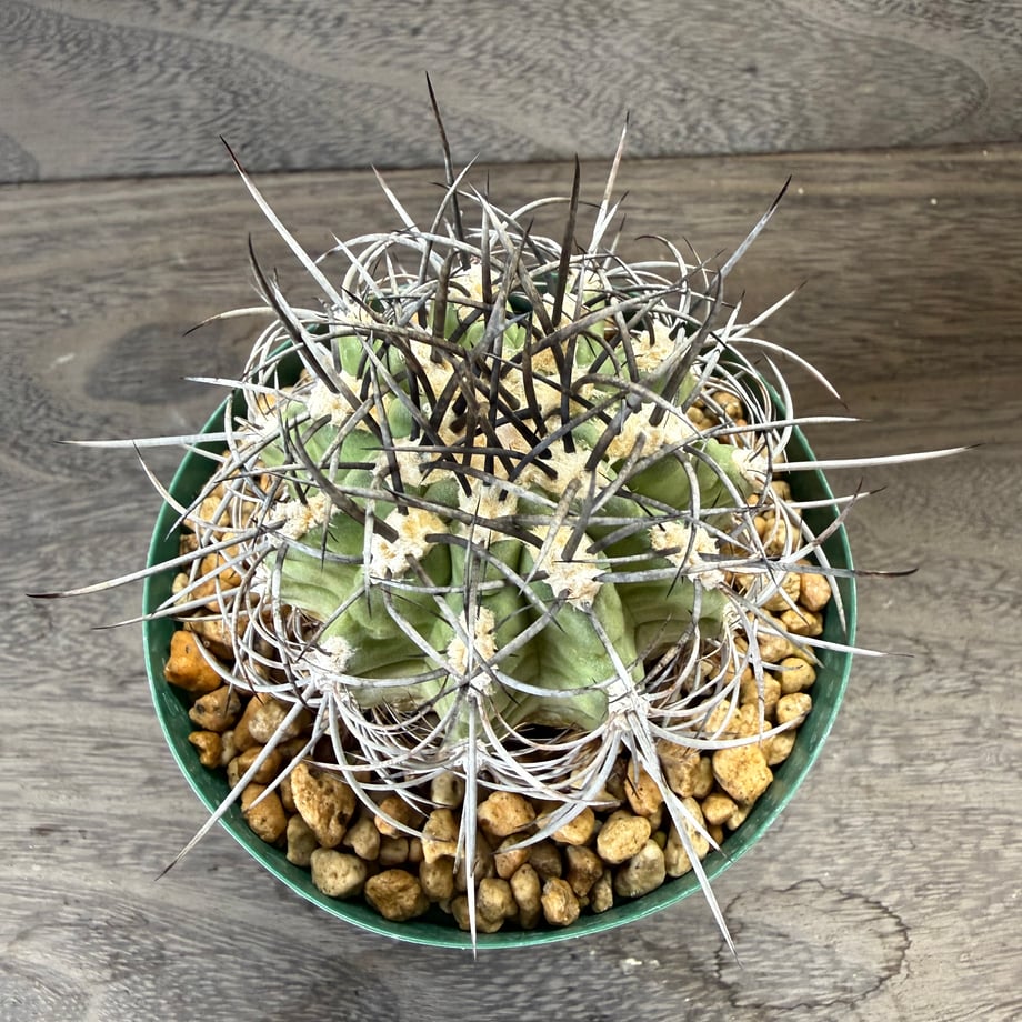 6a37431e5f5ac570a7b84da5