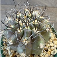 10、Eriosyce clavata kk62（実）