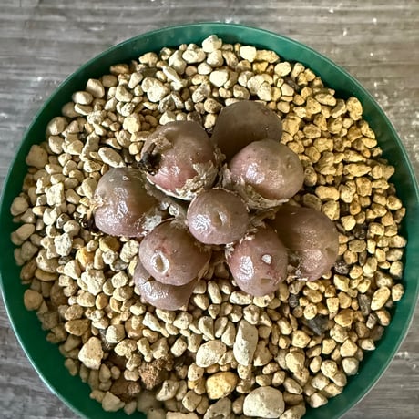 140、Conophytum ectypum var.tischleri ‘Kiritubo‘