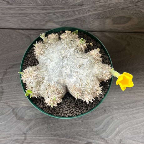 80、Pachypodium brevicaule