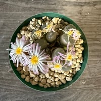 143、Conophytum lydiae