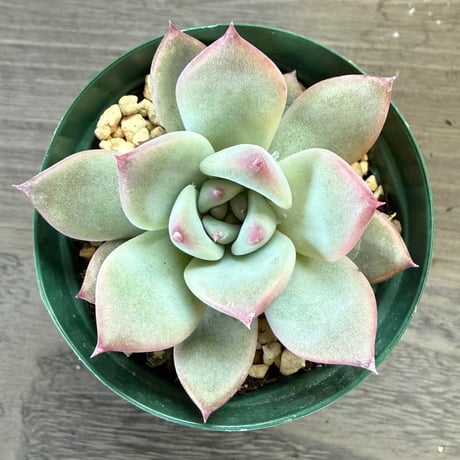 64、Echeveria ‘CS-NO-13‘ ‘lindsayana×Super White‘