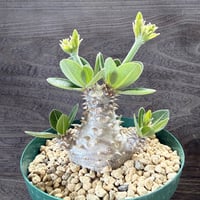 19、Pachypodium 恵比寿大黒