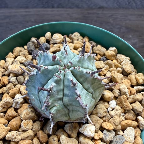 184、Euphorbia ‘ゲンコツホリダ‘