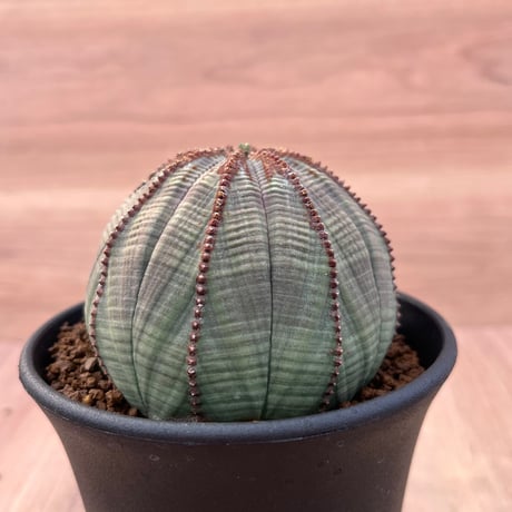 27、Euphorbia オベサ