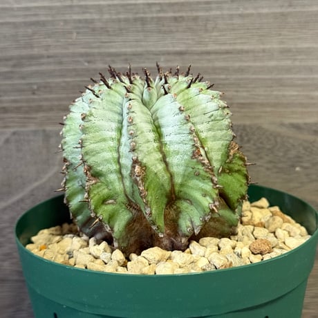 みわちゃん カクタス スケルトン パーチ 細めNo.118特大No.208 みわちゃん カクタス スケルトン パーチ 細めNo.118特大No.208