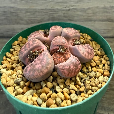 160、Lithops glaudinae ‘Rubroroseus‘