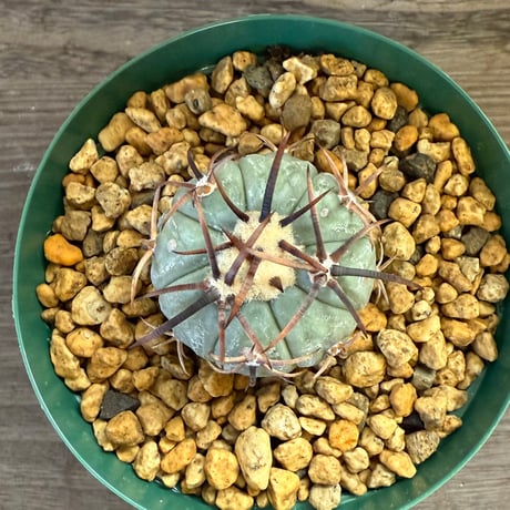43、Echinocactus 黒刺太平丸