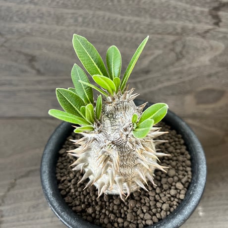 78、Pachypodium 恵比寿大黒