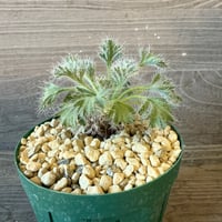 123、Pelargonium caroli-henrici