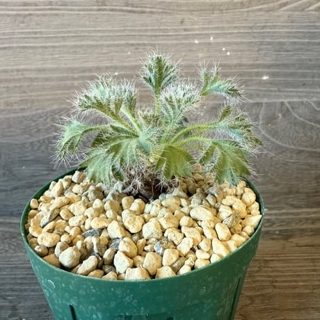 123、Pelargonium caroli-henrici