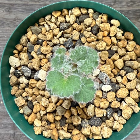 60、Pelargonium curviandrum