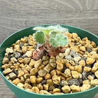 60、Pelargonium curviandrum