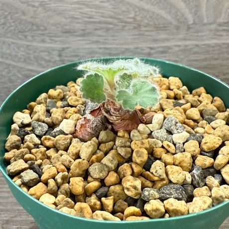 60、Pelargonium curviandrum