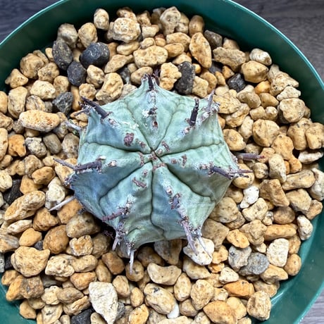184、Euphorbia ‘ゲンコツホリダ‘