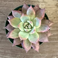91、Echeveria colorata ’Gonta’ seeding