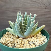 105、Aloe longistyla‘Nelii‘