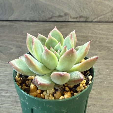 58、Echeveria lindsayana