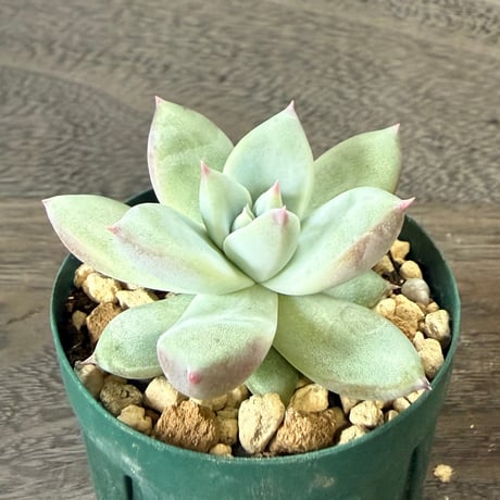 42、Echeveria ’CS-NO-01’ ’Super White’