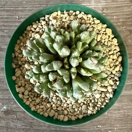 ITEM | HORIKAWA NURSERY