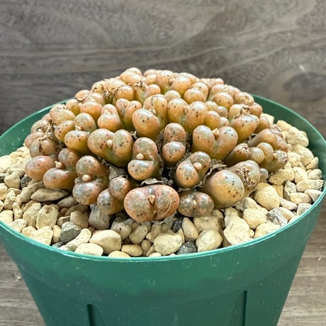 124、Conophytum pellucidum ’Bailey's pass’