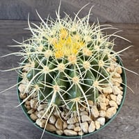18、Echinocactus　パーマネント金鯱