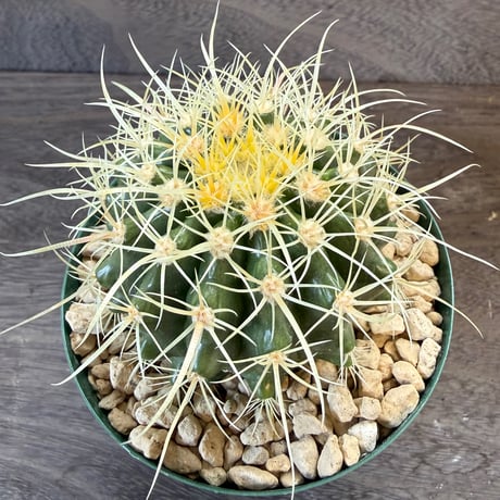 18、Echinocactus　パーマネント金鯱