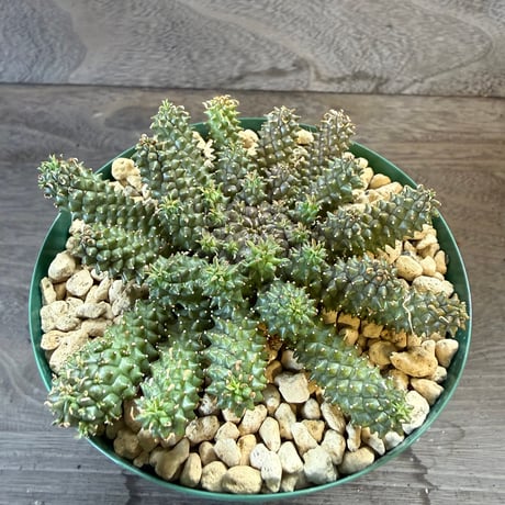 100、Euphorbia atroviridis