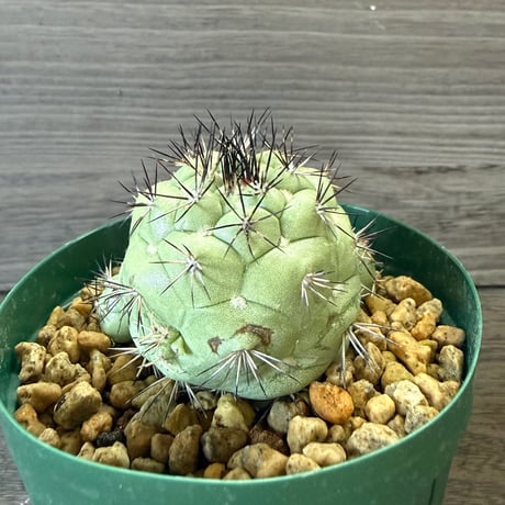 135、Ortegocactus macdougallii