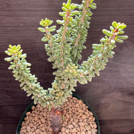 110、Ceraria namaquensis（接）