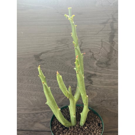 93、Euphorbia hamata