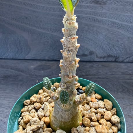 81、Dorstenia gigas（実）
