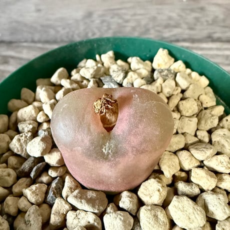 ITEM | HORIKAWA NURSERY