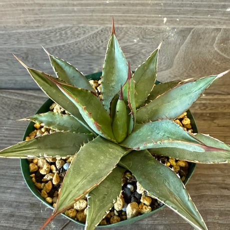 117、Agave arizonica wideleaf