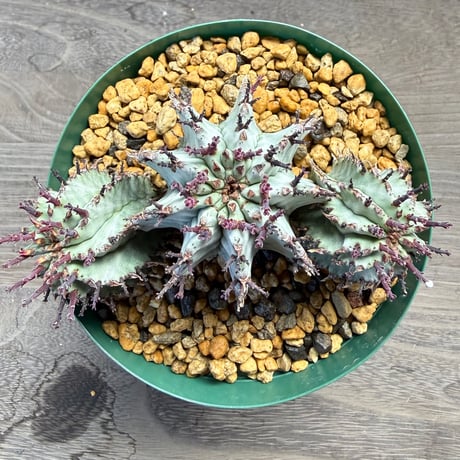 89、Euphorbia ‘horrida × polygona‘