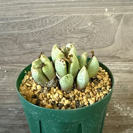 138、Conophytum ernianum